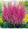 ΑΣΤΙΛΜΠΕ  ΡΟΖ ASTILBE ERIKA